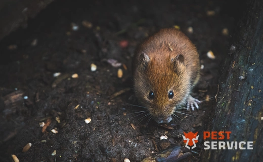 Дератизация в Приютово